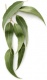 Belles Savons Eucalyptus Oil Concentrated <br> 1 Gallon